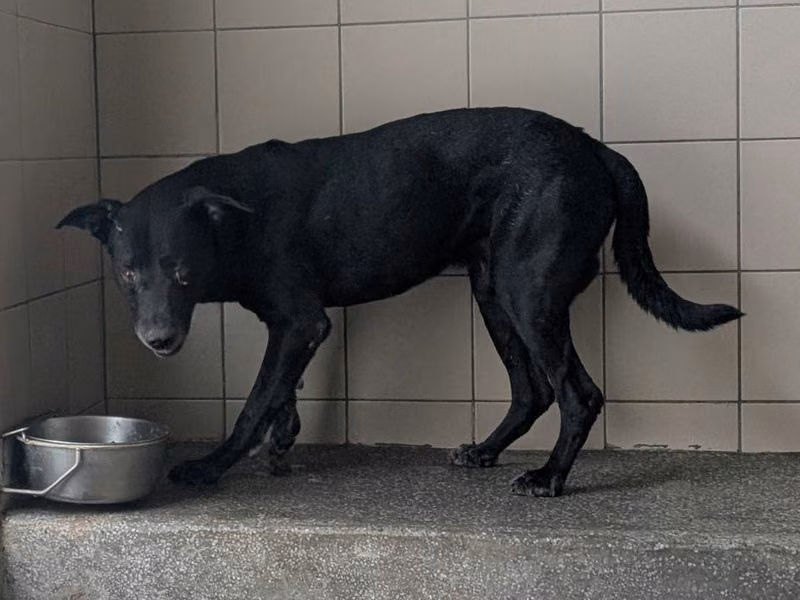 Black adult male mixed-breed dog, Large, shelter no. …2207