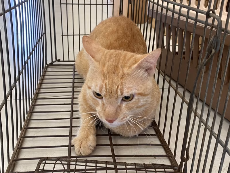 Orange tabby adult male mixed-breed cat, Small, shelter no. …7C01