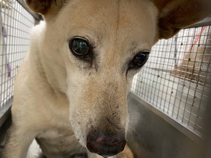 Tan adult male mixed-breed dog, Medium, shelter no. …2302