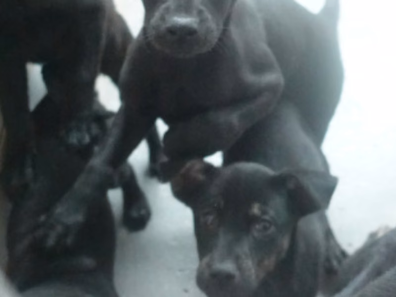 Black young mixed-breed dog, Small, shelter no. …0370