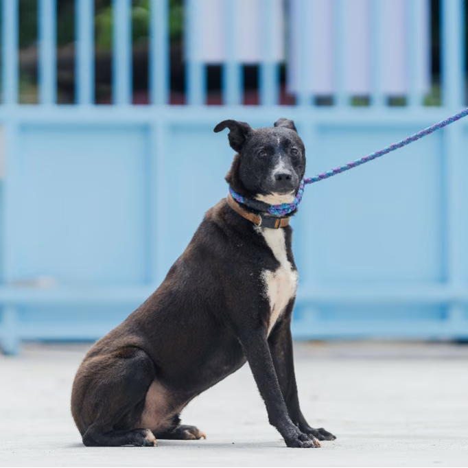 Black adult male mixed-breed dog, Small, shelter no. …2002
