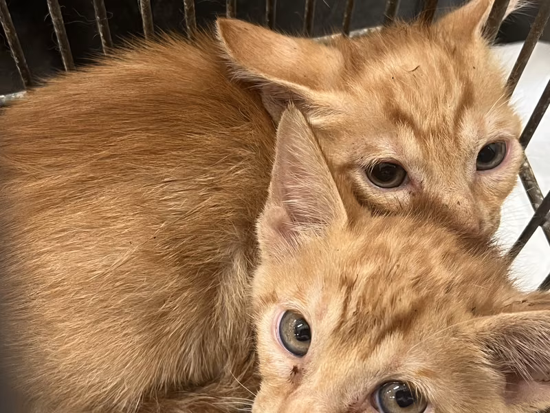 Orange tabby young male mixed-breed cat, Small, shelter no. …6C04