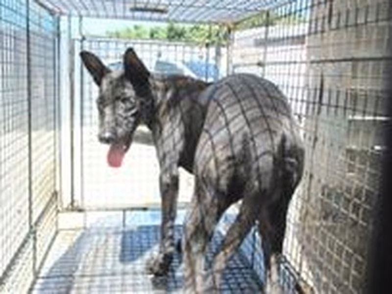 Black female mixed-breed dog, Medium, shelter no. …0002