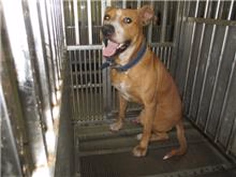 Tan-and-white adult male mixed-breed dog, Medium, shelter no. …7002