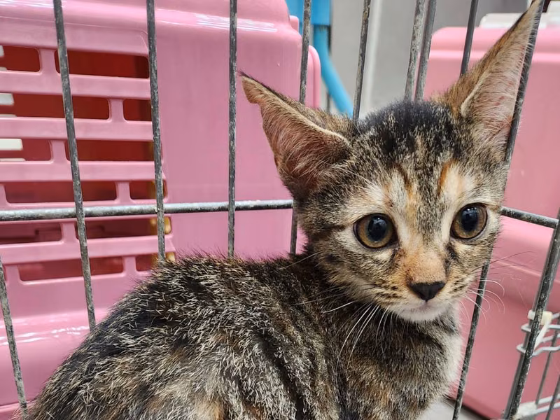 Black tabby adult female mixed-breed cat, Medium, shelter no. …2001