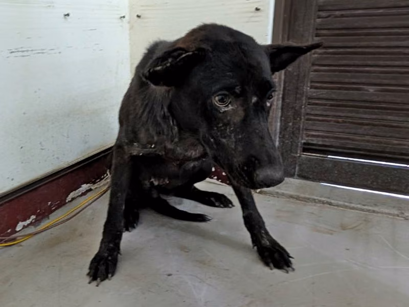 Black adult female mixed-breed dog, Large, shelter no. …0702