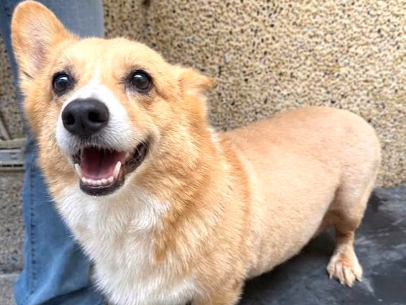 Patched adult female Welsh Corgi, Medium, shelter no. …20W8