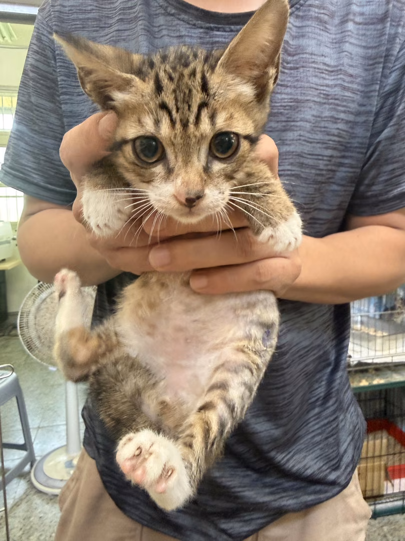 Tabby young male mixed-breed cat, Small, shelter no. …5001