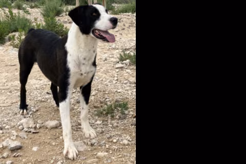 Hugo, Adult · Male · Large · Mixed breed