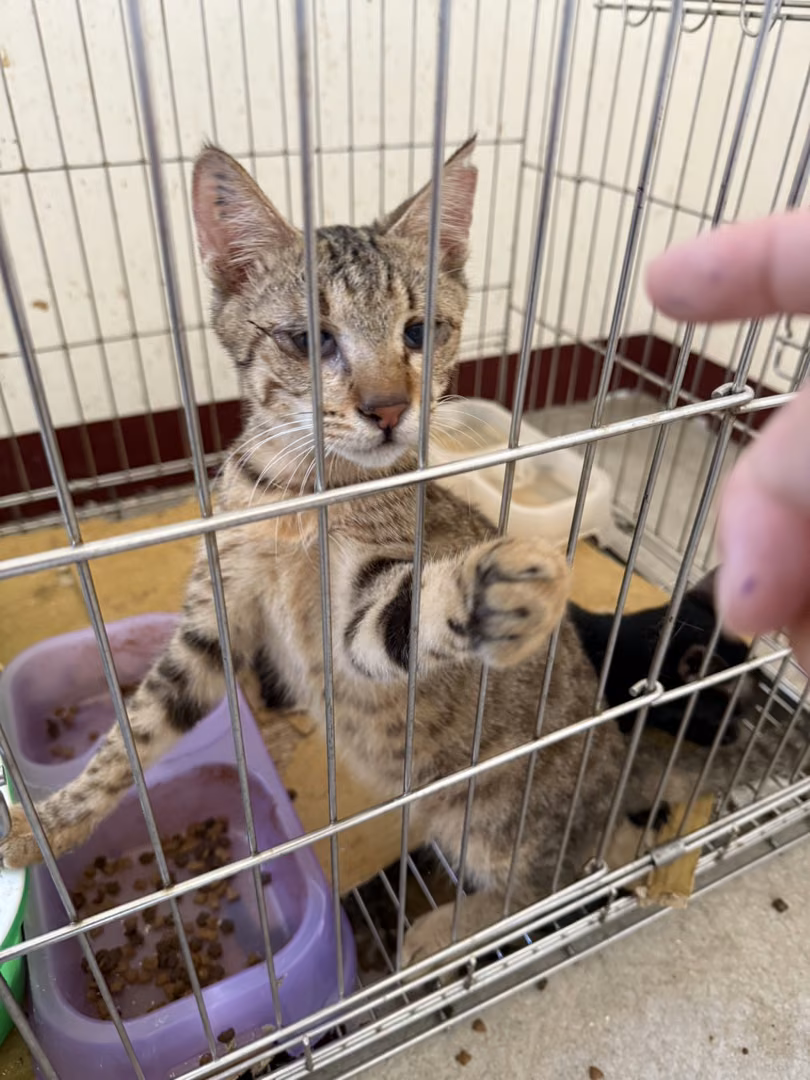 Adult male mixed-breed cat, Small, shelter no. …6C01