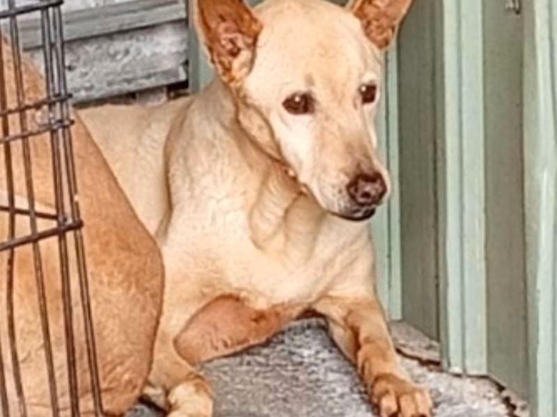 Tan adult female mixed-breed dog, Large, shelter no. …070D