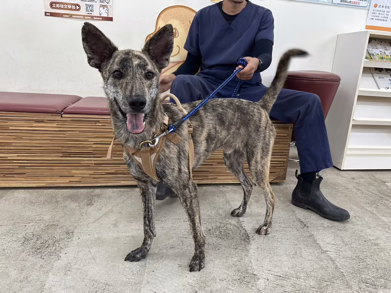 Tabby adult male mixed-breed dog, Medium, shelter no. …0303