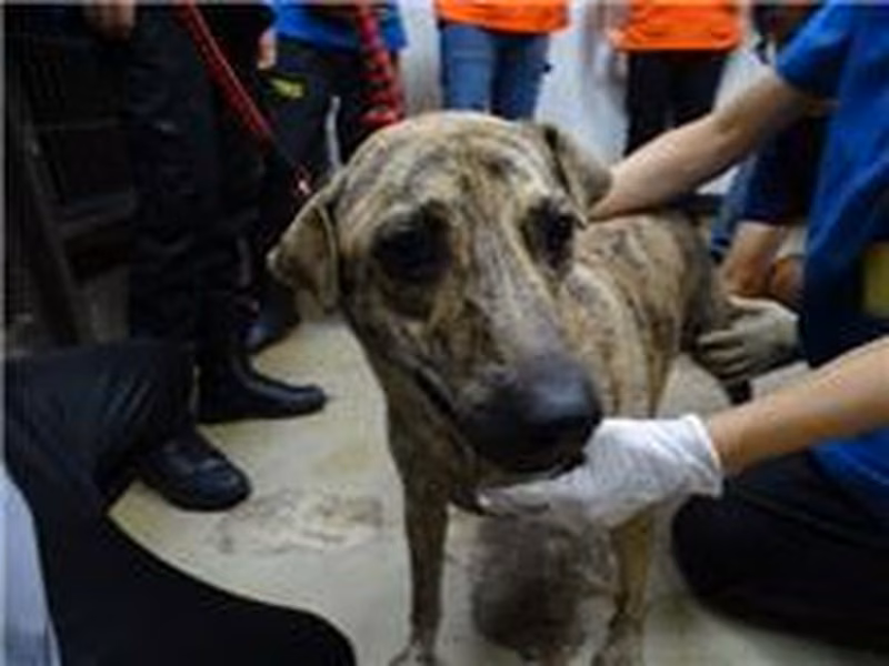 Tabby adult female mixed-breed dog, Medium, shelter no. …2402