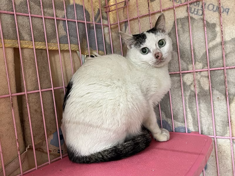 Black adult female mixed-breed cat, Medium, shelter no. …0907