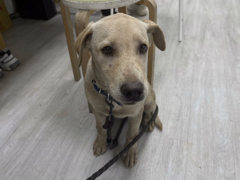 Tan young female mixed-breed dog, Medium, shelter no. …2001