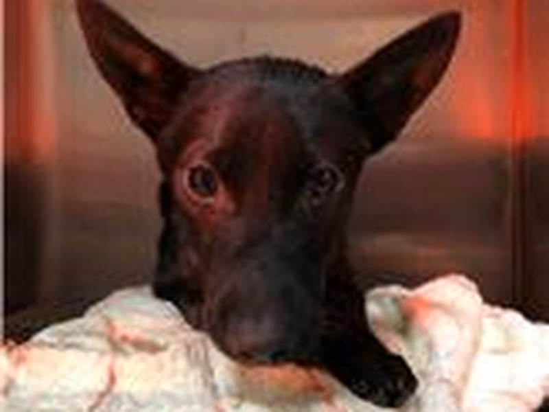 Black adult male mixed-breed dog, Small, shelter no. …5001