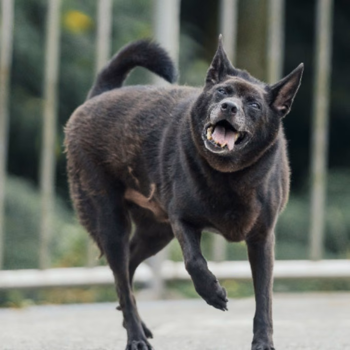 Black adult male mixed-breed dog, Medium, shelter no. …0203