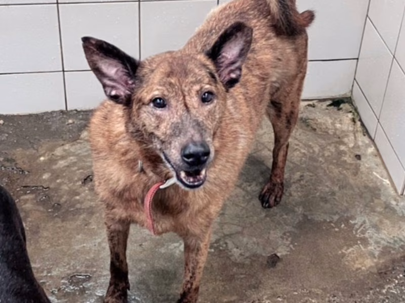 Tabby adult male mixed-breed dog, Medium, shelter no. …3001