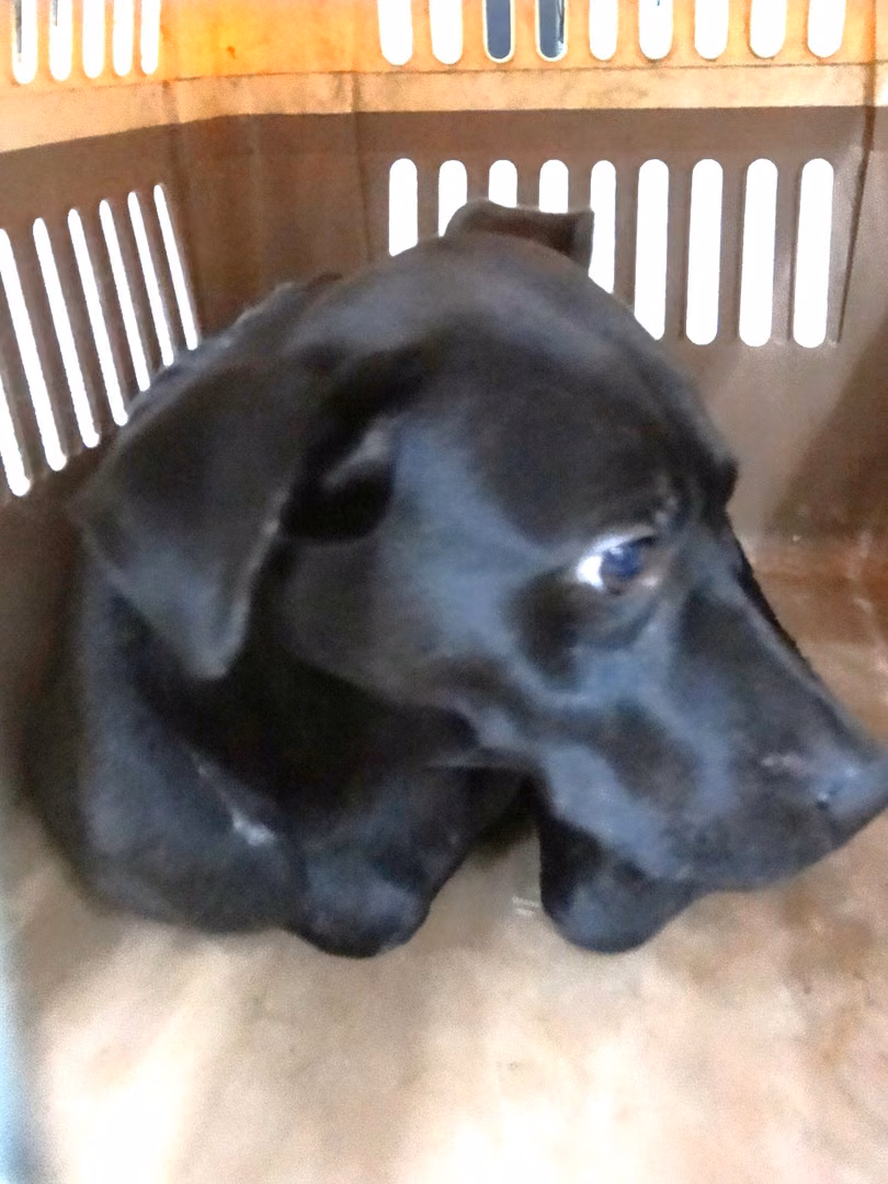 Black adult male mixed-breed dog, Large, shelter no. …0965