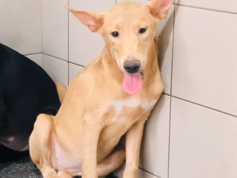 Tan adult female mixed-breed dog, Large, shelter no. …0202