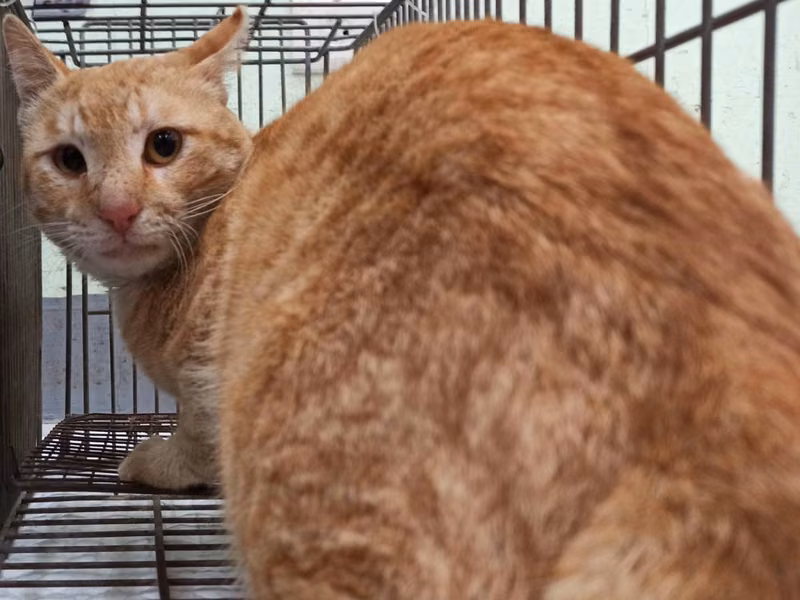 Orange tabby adult male mixed-breed cat, Small, shelter no. …6C01