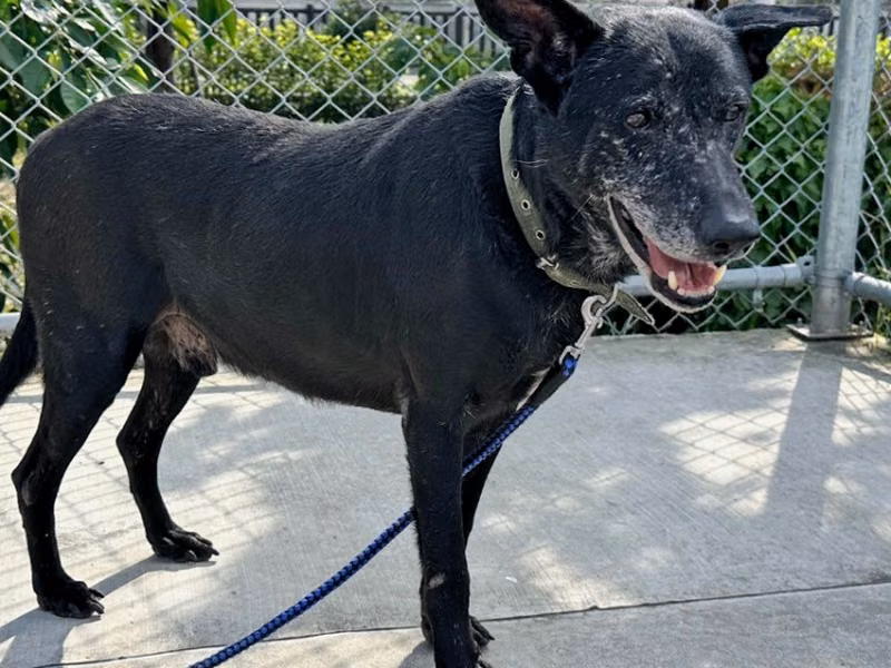 Black adult male mixed-breed dog, Medium, shelter no. …0705