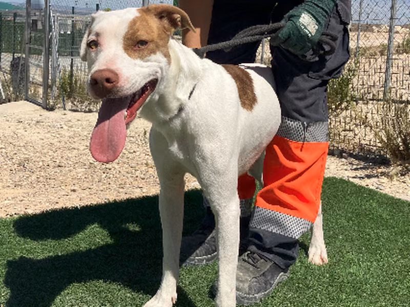 Narco, Adult · Male · Medium · Mixed breed