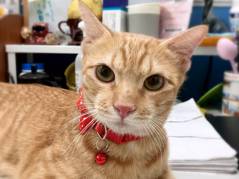 Orange tabby young male mixed-breed cat, Large, shelter no. …4002