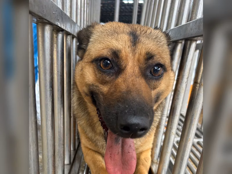 ミックス犬（メス・成犬・黒と茶）、大型, 施設番号 …4016