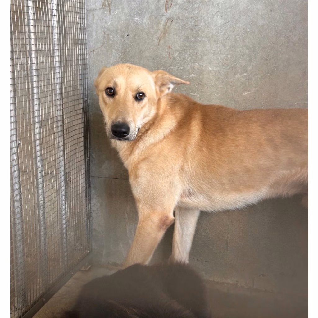 Tan adult male mixed-breed dog, Large, shelter no. …2006