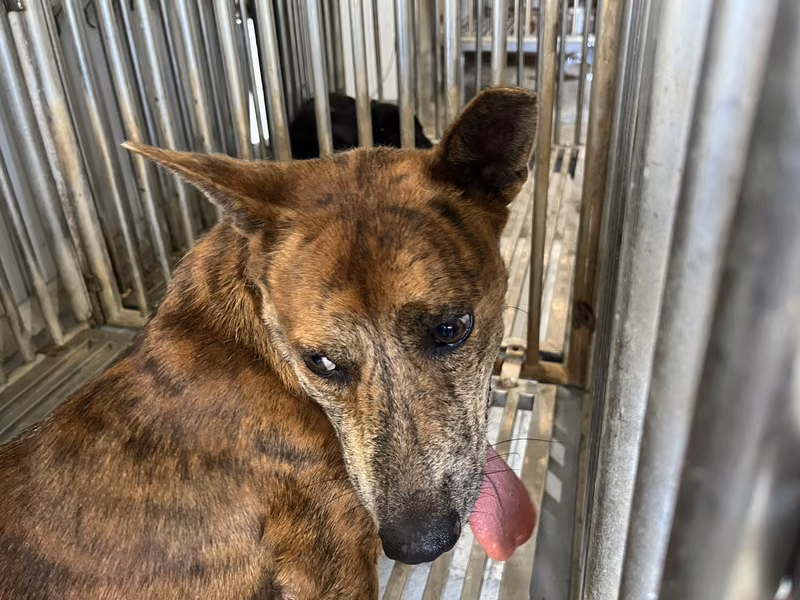 Tabby adult male mixed-breed dog, Medium, shelter no. …6002