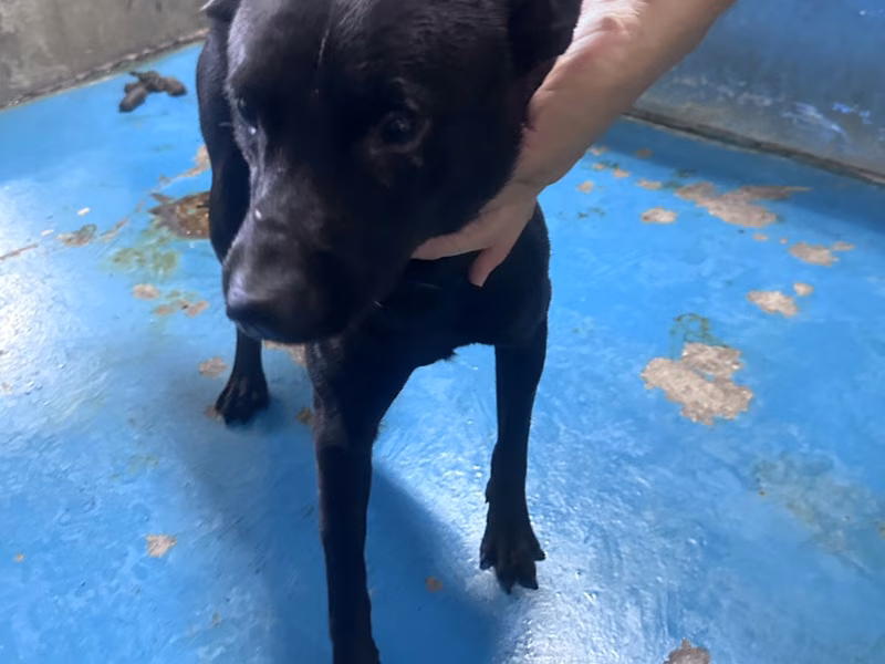 Black adult male mixed-breed dog, Large, shelter no. …7013