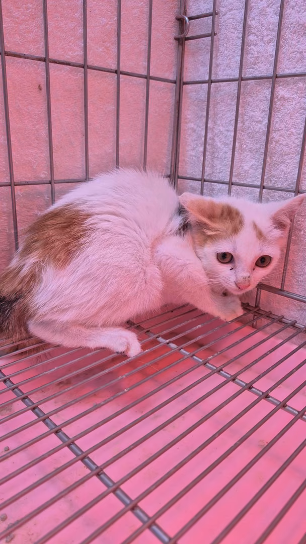Calico young female mixed-breed cat, Small, shelter no. …7004