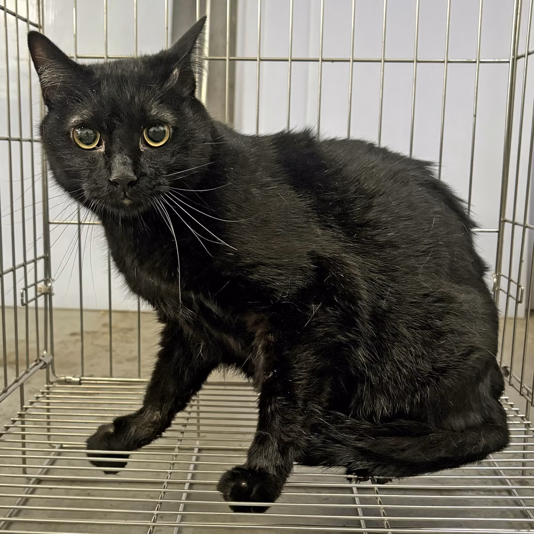 Black adult female mixed-breed cat, Medium, shelter no. …7002