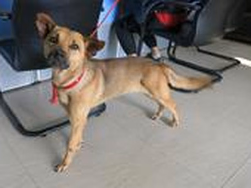 Tan adult female mixed-breed dog, Medium, shelter no. …7544