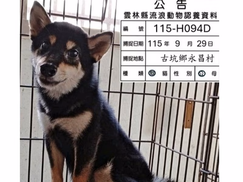 Black young male Shiba Inu, Small, shelter no. …094D
