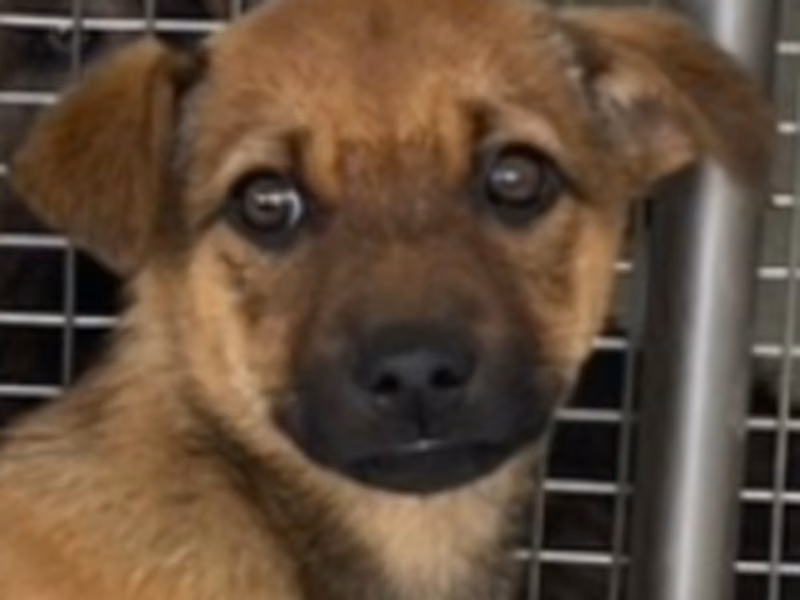 Tan young male mixed-breed dog, Medium, shelter no. …6018