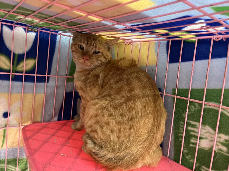 ミックス猫（オス・成猫・茶とトラ）、中型, 施設番号 …2705
