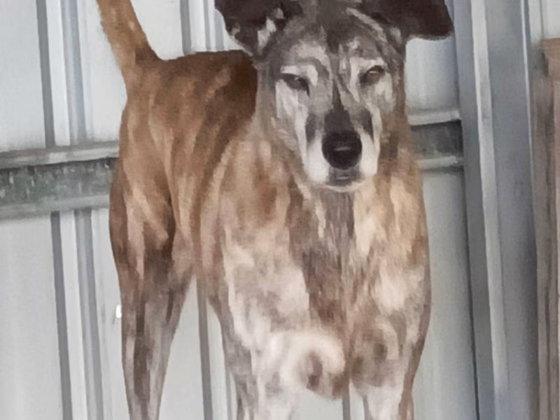 Black tabby adult male mixed-breed dog, Large, shelter no. …021D