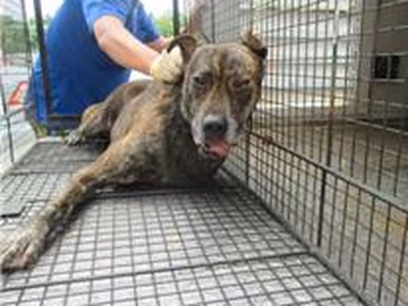 Tabby male mixed-breed dog, Medium, shelter no. …2003