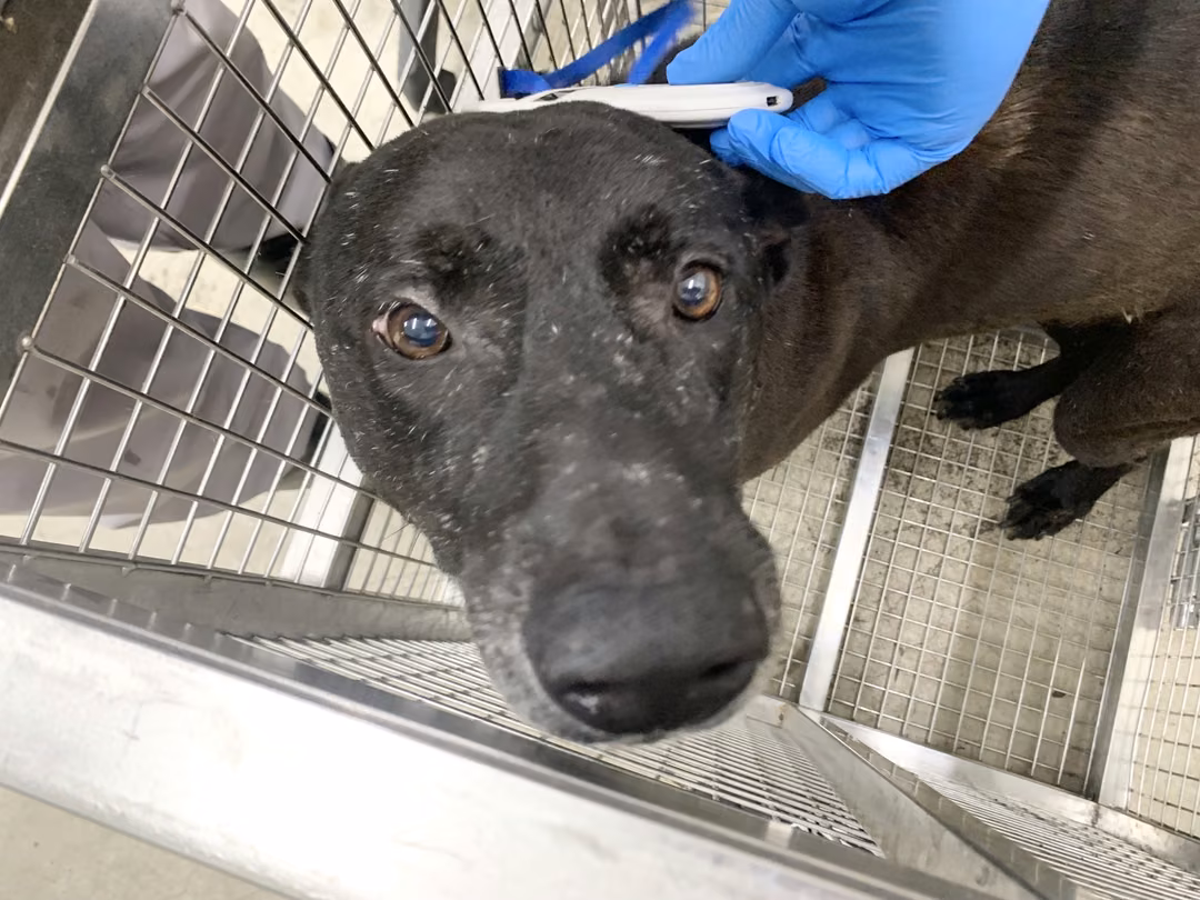 Black adult male mixed-breed dog, Medium, shelter no. …1304