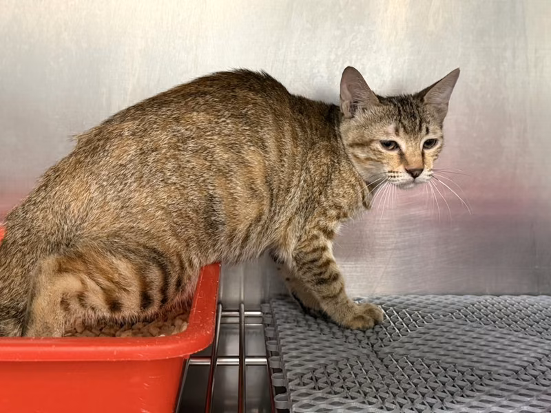 ミックス猫（メス・成猫・黒とトラ）、中型, 施設番号 …3011