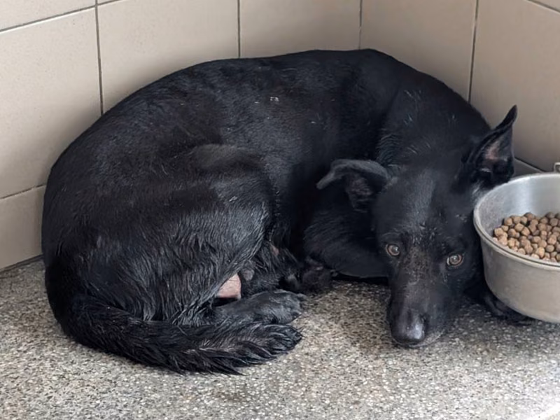 Black adult female mixed-breed dog, Large, shelter no. …2112