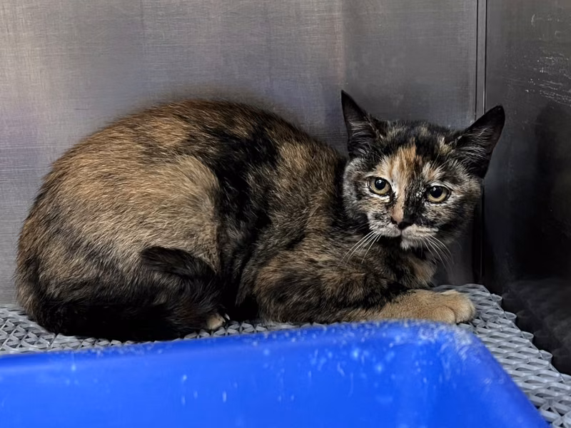 Adult female mixed-breed cat, Medium, shelter no. …2003