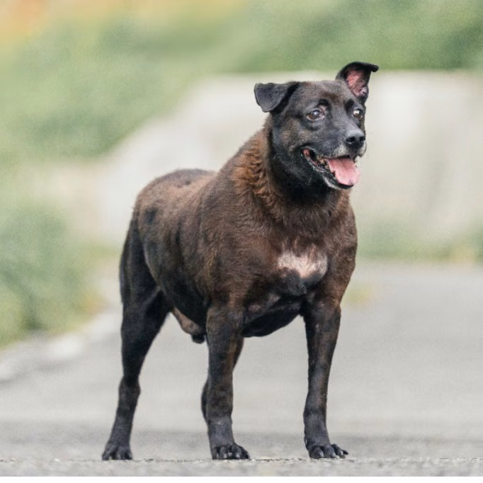 Black adult female mixed-breed dog, Large, shelter no. …0019