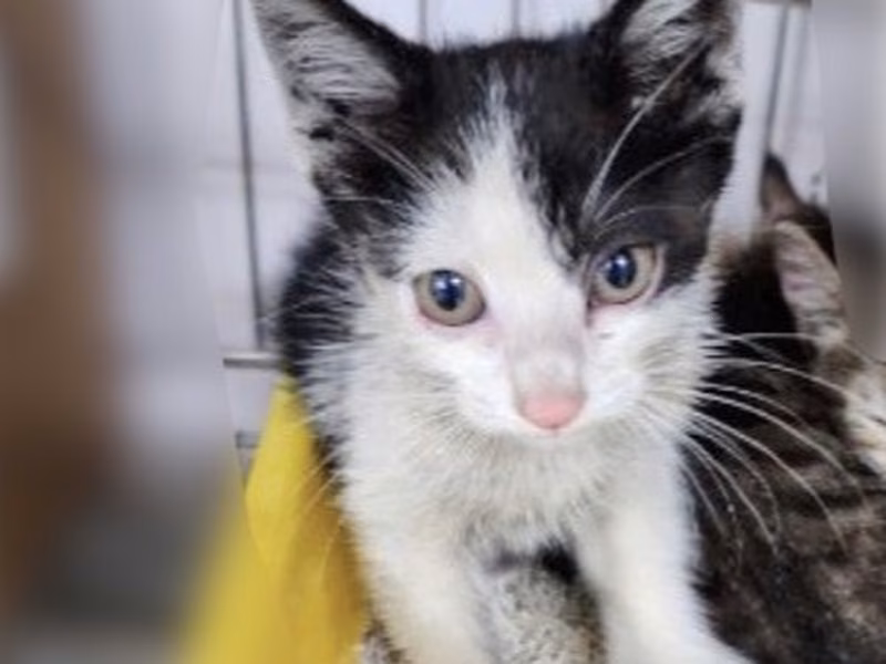 Tabby-and-white young female mixed-breed cat, Medium, shelter no. …5006