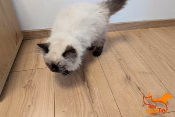 Young female Birman cat, shelter no. …4221