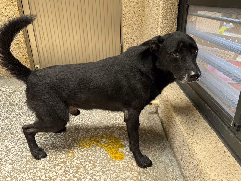 Black adult male mixed-breed dog, Large, shelter no. …3B12