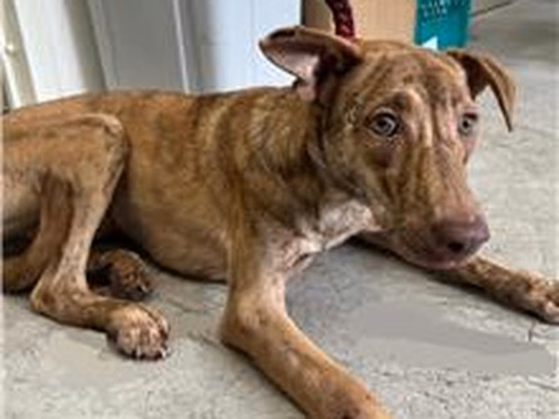 Tabby young female mixed-breed dog, Medium, shelter no. …2209