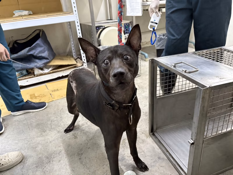 Black adult male mixed-breed dog, Medium, shelter no. …2502